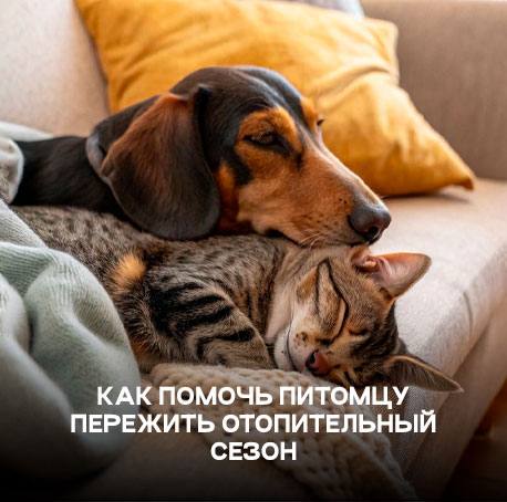 Как помочь питомцу пережить отопительный сезон