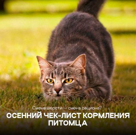 Осенний чек-лист кормления питомца