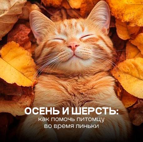 Осень и шерсть: как помочь питомцу во время линьки