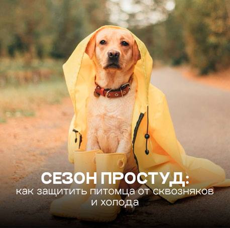 Сезон простуд: как защитить питомца от сквозняков и холода