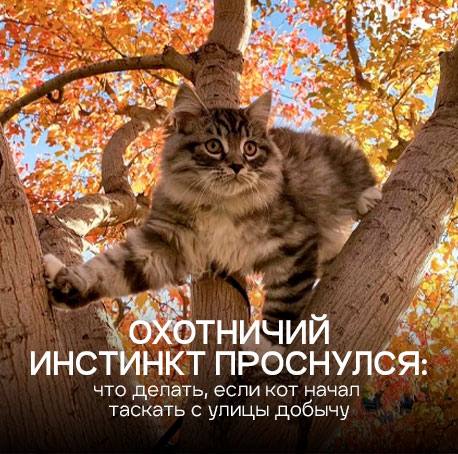 Охотничий инстинкт проснулся: что делать, если кот начал таскать добычу с улицы