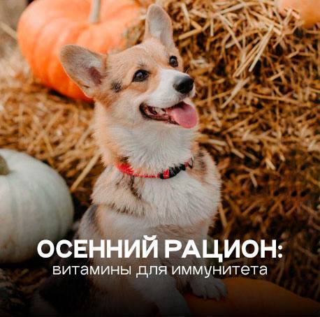 Осенний рацион: витамины для иммунитета питомца