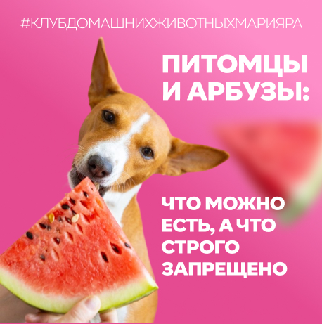 Арбуз и питомцы: можно ли делиться сочной долькой с хвостатым другом?