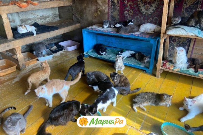 Пушистые друзья Заринска говорят “Спасибо” за заботу! 