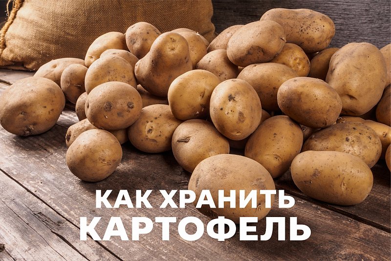 Как хранить картошку